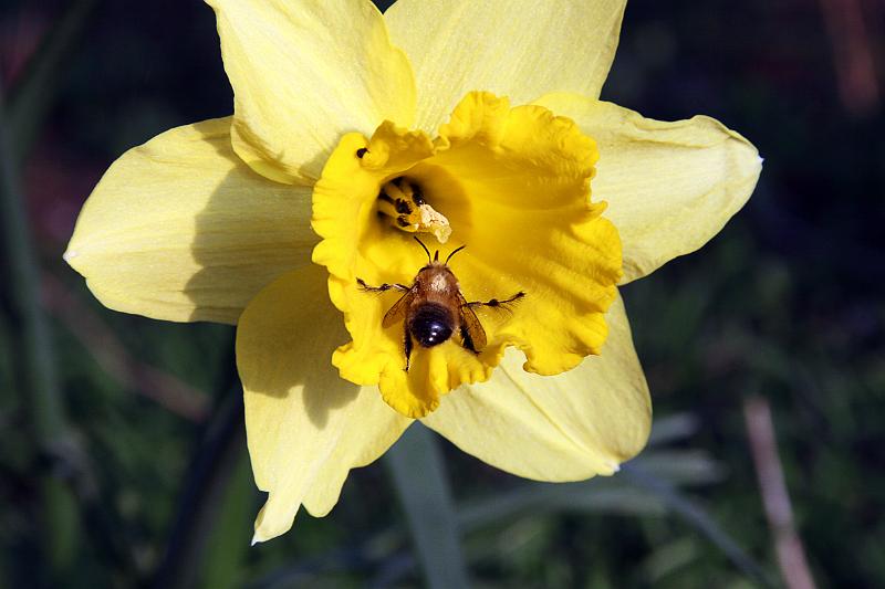 Narzisse mit Wildbiene.JPG